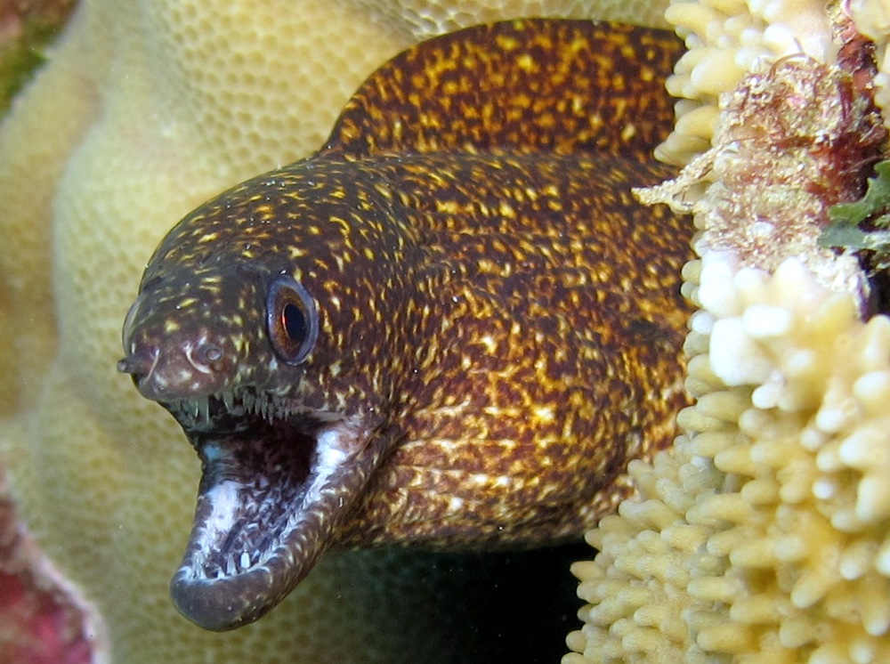 Stout Moray Eel
